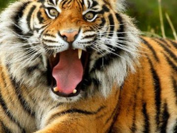 Тигр вкусив жінку в зоопарку