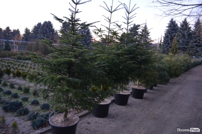 Як поблизу Луцька вирощують новорічні ялинки та сосни. ФОТО