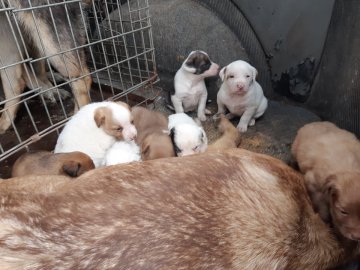У Рожищі відловили 15 безпритульних собак: забрали навіть самку з щенятами