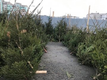 У Луцьку інспектори виявили понад 300 незаконних новорічних дерев. ФОТО