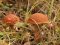 Волинський фотограф показав «впольовані» грибочки
