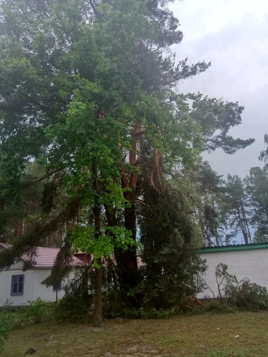 Дерева повиривало з корінням: наслідки буревію на Волині. ФОТО, ВІДЕО