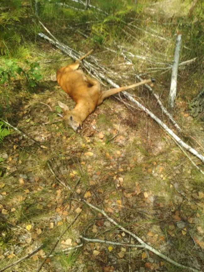 У волинському лісі на гарячому спіймали чоловіків, які вбили тварину. ФОТО 18+