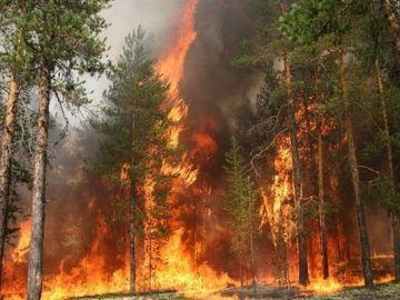 Волинян закликають не палити вогнище в лісі