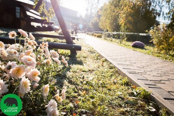 Опублікували неймовірні фото осінніх квітів у Луцькому зоопарку