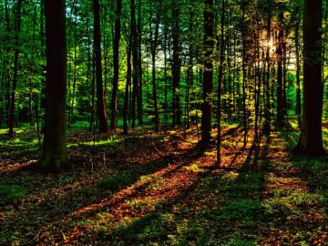Апеляційний суд визнав законність повернення волинським лісівникам 40 гектарів землі