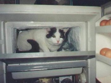 Судитимуть волинянина, який «обчистив» морозильну камеру та зачинив у ній кота власників будинку