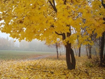Погода в Луцьку та Волинській області на четвер, 20 жовтня