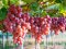 Як правильно вирощувати виноград*