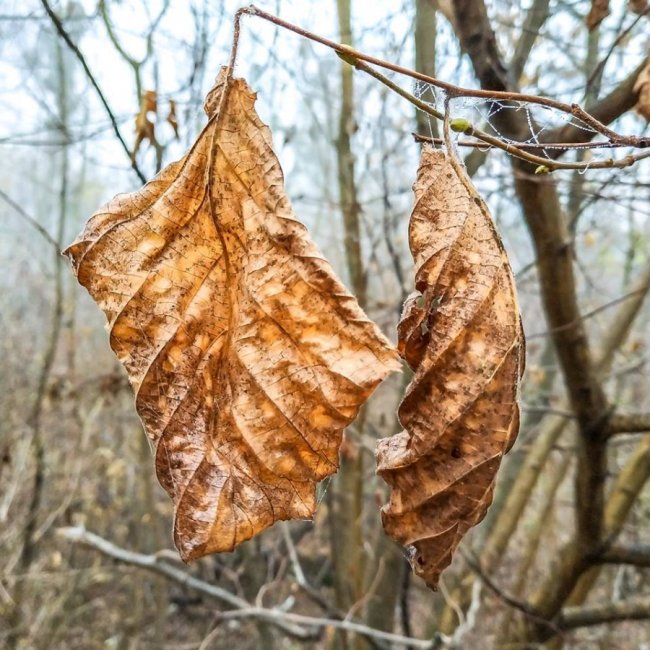 Моторошний луцький парк у полоні туману. ФОТО