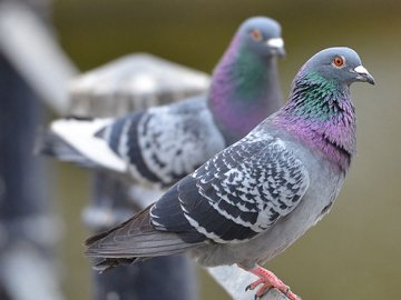 У Великобританії жінку оштрафували за годування голубів