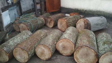 Крадені дуби з Цуманського лісництва знайшли у дворі волинянина. ФОТО