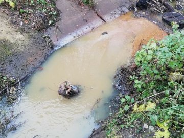 Змінила колір і смердить жомом: у Луцьку річка Жидувка потерпає від стоків цукрового заводу