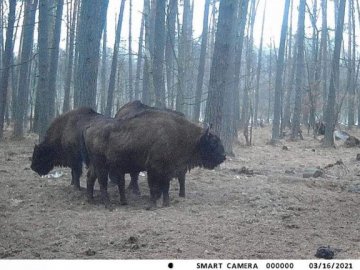 У лісництві на Волині в об'єктив камер потрапило сімейство зубрів. ВІДЕО