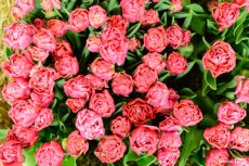 Краса неймовірна: у Луцьку стартувала масштабна виставка тюльпанів та інших квітів. ФОТО 