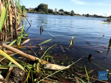 У Нововолинську виявили мертву рибу в озері