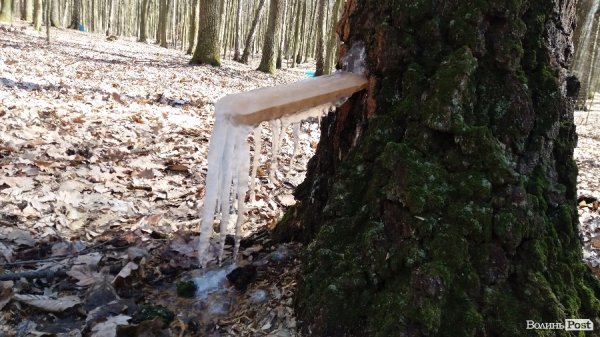 Як «видобувають» березовий сік. ФОТО Як «видобувають» березовий сік. ФОТО