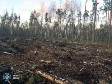 Збитки – понад 11 мільйонів гривень: СБУ виявила масштабну вирубку лісів. ФОТО