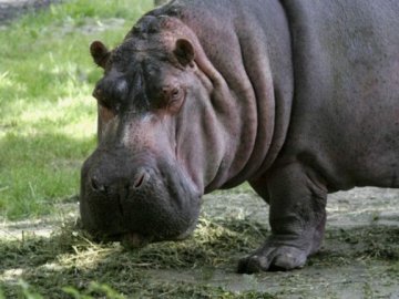 У Київському зоопарку померла 58-річна бегемотиха