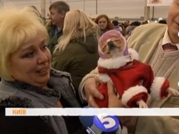 У Київ привезли 5000  собак. ВІДЕО