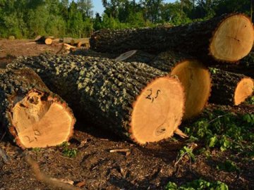 Троє волинян, які вирубували цінну деревину, отримали умовний термін