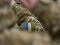 Стало відомо, звідки родом військові, які загинули під час пожежі у бліндажі на Донбасі