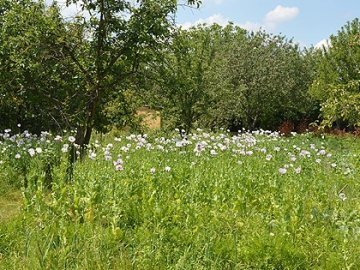 У Любешівському районі жінка на присадибній ділянці вирощувала снодійний мак. ФОТО