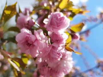 Показали, як у Ковелі цвітуть сакури. ФОТО