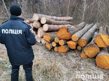 На Ківерцівщині – обшуки у керівників підприємств, які причетні до незаконної вирубки дерев. ФОТО. ВІДЕО