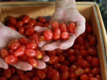 В Україну знову намагалися завести 35 тонн заражених помідорів