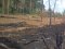 Мільйонні збитки: на Волині незаконно зрубали майже 700 дерев