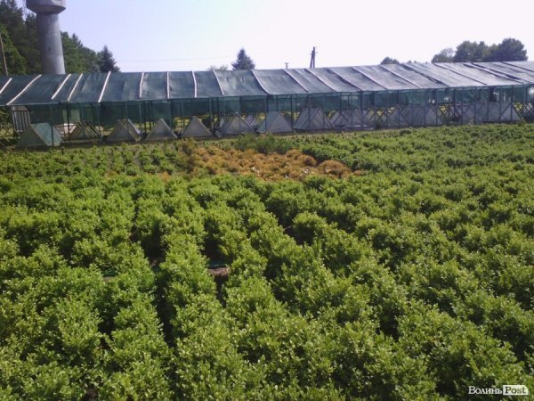 Волинський лісорозсадник - один з найбільших в Україні. ФОТО Волинський лісорозсадник - один з найбільших в Україні. ФОТО