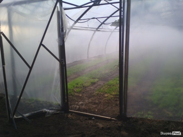 Волинський лісорозсадник - один з найбільших в Україні. ФОТО Волинський лісорозсадник - один з найбільших в Україні. ФОТО