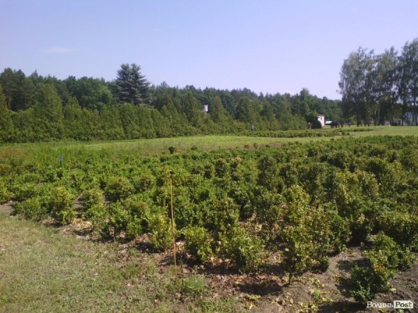 Волинський лісорозсадник - один з найбільших в Україні. ФОТО Волинський лісорозсадник - один з найбільших в Україні. ФОТО