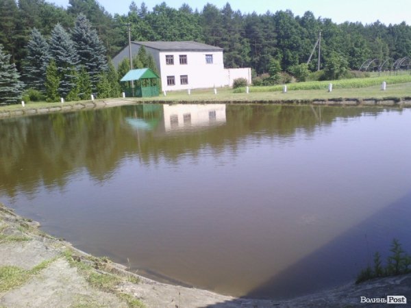 Волинський лісорозсадник - один з найбільших в Україні. ФОТО Волинський лісорозсадник - один з найбільших в Україні. ФОТО