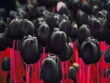 «Чорний тюльпан» просить фінансової підтримки  у влади