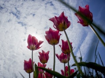 У Києві - сотні тисяч тюльпанів. ФОТО
