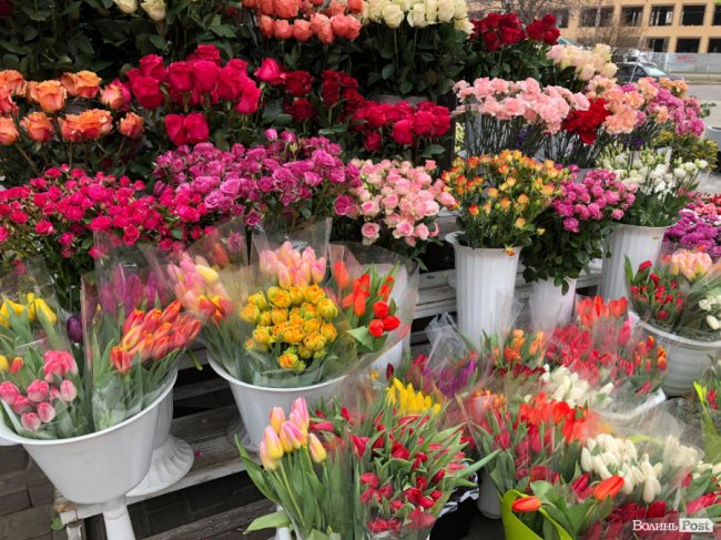 Квітковий бум: де найдешевші тюльпани у Луцьку та які ціни на базарах і в магазинах. ФОТО