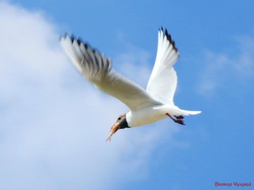 Луцький фотограф «упіймав» чайку над Світязем. ФОТО