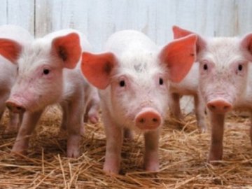 На Прикарпатті під час пожежі на фермі загинули 2,6 тисячі свиней