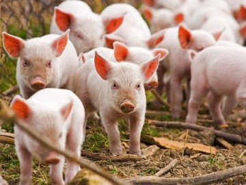 У волинському селі, де виявили африканську чуму, знищать усіх свиней 