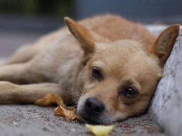 У Луцьку за вересень працівники КП «Ласка» відловили 29 безпритульних собак