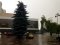 Буря в Луцьку: повалені дерева та величезні калюжі. ФОТО. ВІДЕО