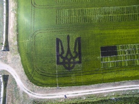 На Херсонському полі висіяли герб, який видно з космосу. ФОТО