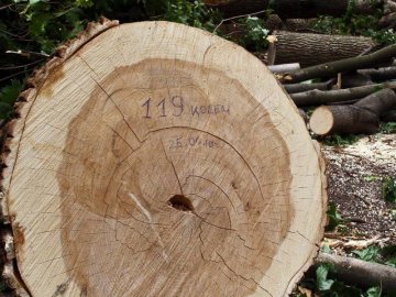 Прорахувався на понад мільйон гривень: працівника лісгоспу на Волині судитимуть за незаконні рубки