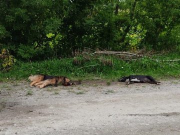 У селі біля Луцька пенсіонер застрелив двох сусідських собак