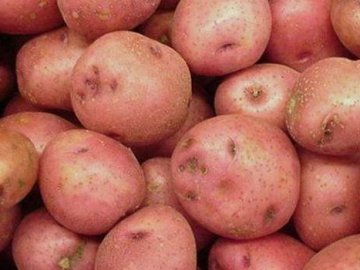 Волинська сім'я вирощує 11 сортів картоплі