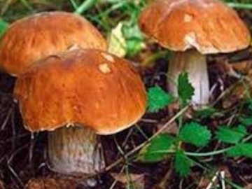 На Волині - нові знахідки радіаційних грибів