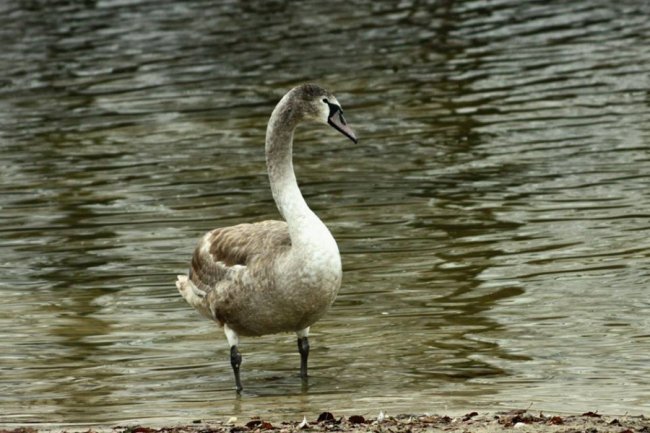 Лебеді залишилися зимувати на волинському озері. ФОТО