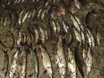 У Луцькому районі браконьєри електрострумом виловили 40 кілограмів риби. ФОТО